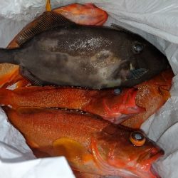 タイラバ ･ 船釣り初め