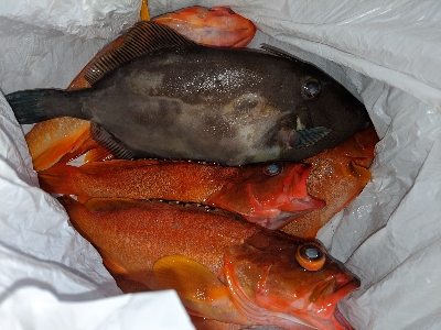 タイラバ ･ 船釣り初め