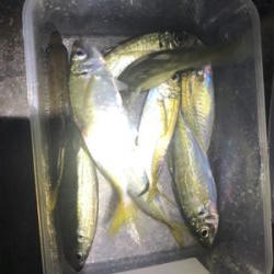 爆風中アジ釣り