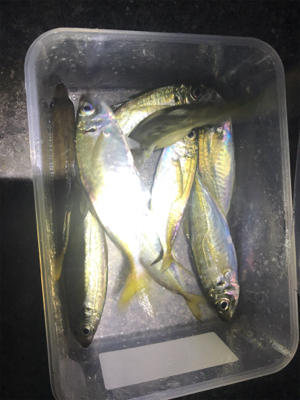 爆風中アジ釣り