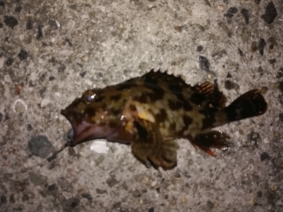 潮位低くて渋め