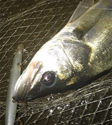 シーバスフィッシング〜