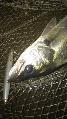 シーバスフィッシング〜