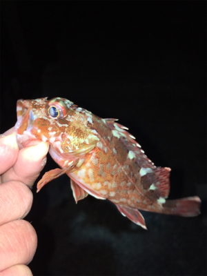 ボトムでガシラ