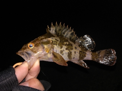 1時間だけライトゲーム