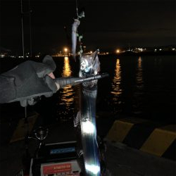 仕事始めのタチウオ