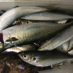 年が明けても好調