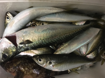 年が明けても好調