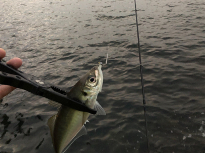 2020 初アジング