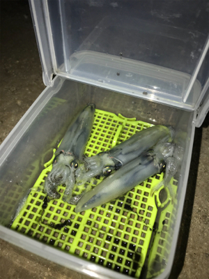 ヒイカ釣り…渋すぎ(＞＜)