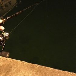 チィチィイカまだいけそうです