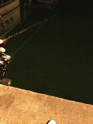 チィチィイカまだいけそうです