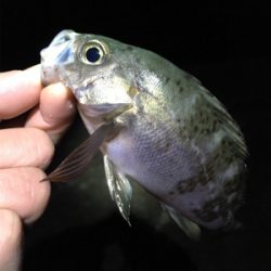 アジング・メバリング