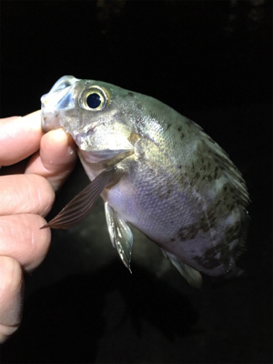 アジング・メバリング