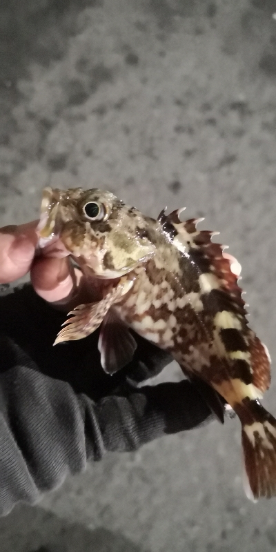 アジング練習 96