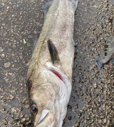 令和2年初釣り結果