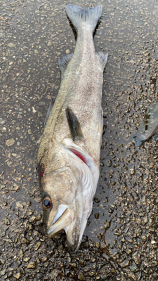 令和2年初釣り結果