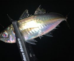 アジがまだまだいける