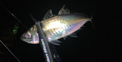 アジがまだまだいける