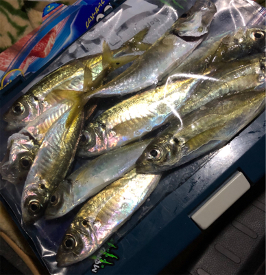 年始はアジメバガシリング☆GUNNING-STYLE