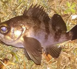 メバリング1835〜1930