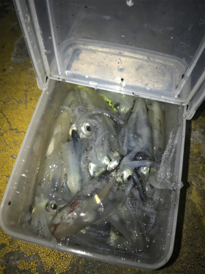 ポツリ…ポツリ…で何とかヒイカ12杯σ(^…