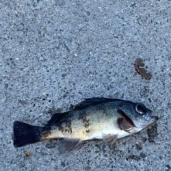 イソメ・サビキ