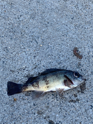 イソメ・サビキ