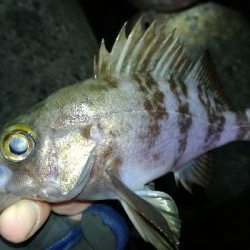 ナイトアジング