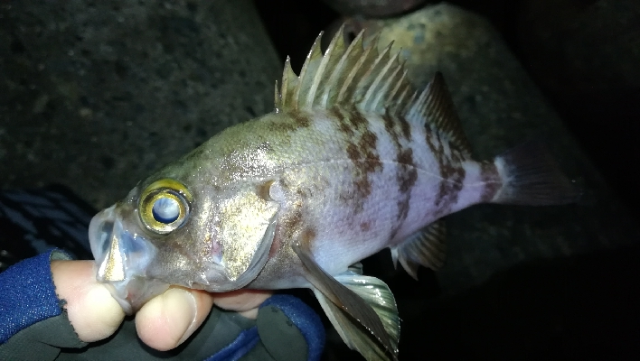 ナイトアジング