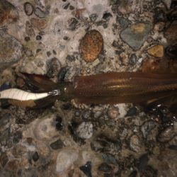 エギングのち邪道エギング