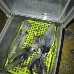 寒くて渋いヒイカ釣り(><)