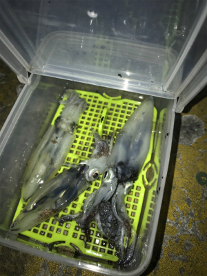 寒くて渋いヒイカ釣り(＞＜)