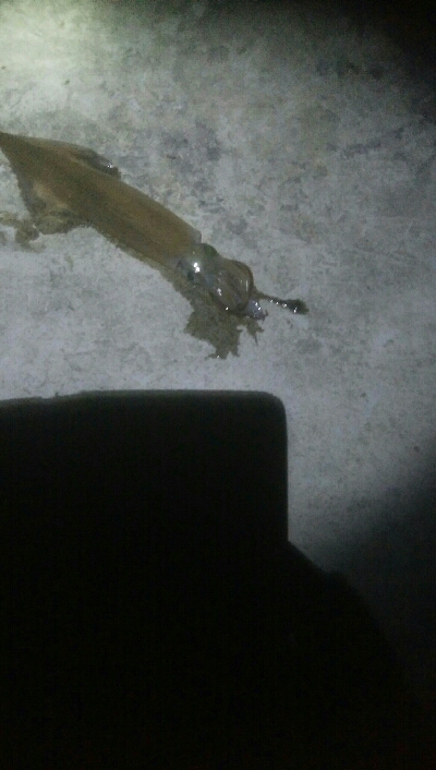 まわりが釣れてない中、なんとか釣果！