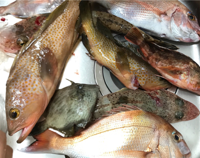 新年初の一つテンヤ釣り