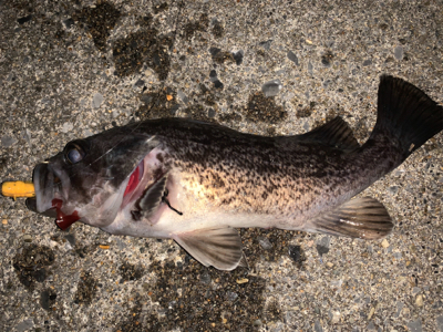 （´-`）.｡oO(冬は汁系ワームだねぇ