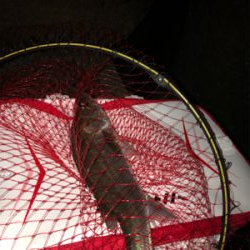 半夜エビ撒き釣り 好調