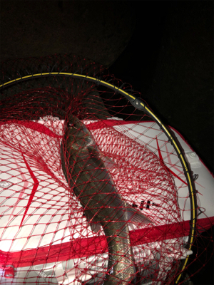 半夜エビ撒き釣り 好調