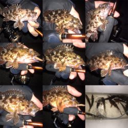 メバルよりガシラ好調