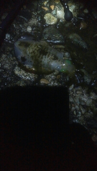 2020年　初障泥！