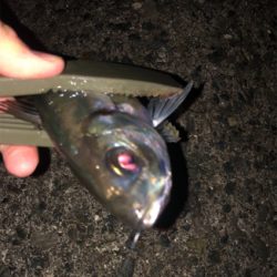 今年初のアジング