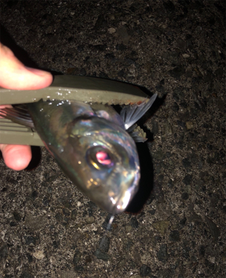 今年初のアジング