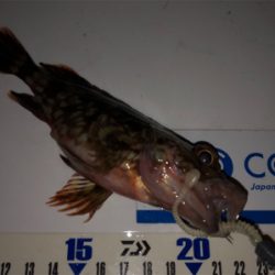 ガシラは釣れるんだけど…^_^