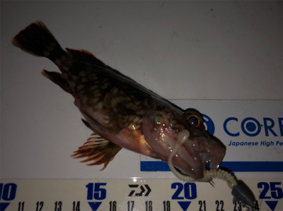 ガシラは釣れるんだけど…^_^