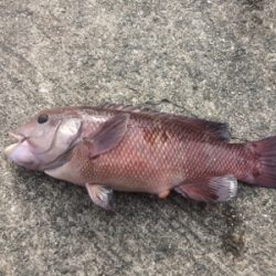 カゴシーズン終了→エビ撒きメバル