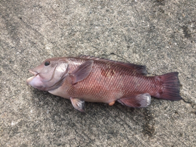 カゴシーズン終了→エビ撒きメバル