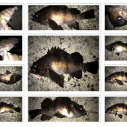 2020ライトゲーム第2戦