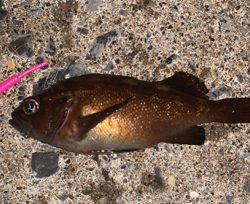 函館は風の無い今がチャンス！