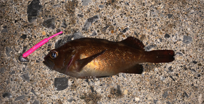 函館は風の無い今がチャンス！