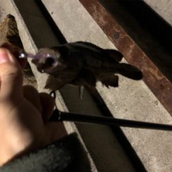 28cmビッグアジ！